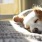 lifestyle image of a pet sleeping on a bed